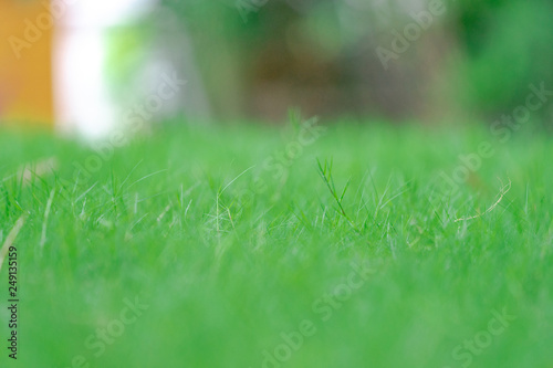 close up grass field in the garden with blur background.