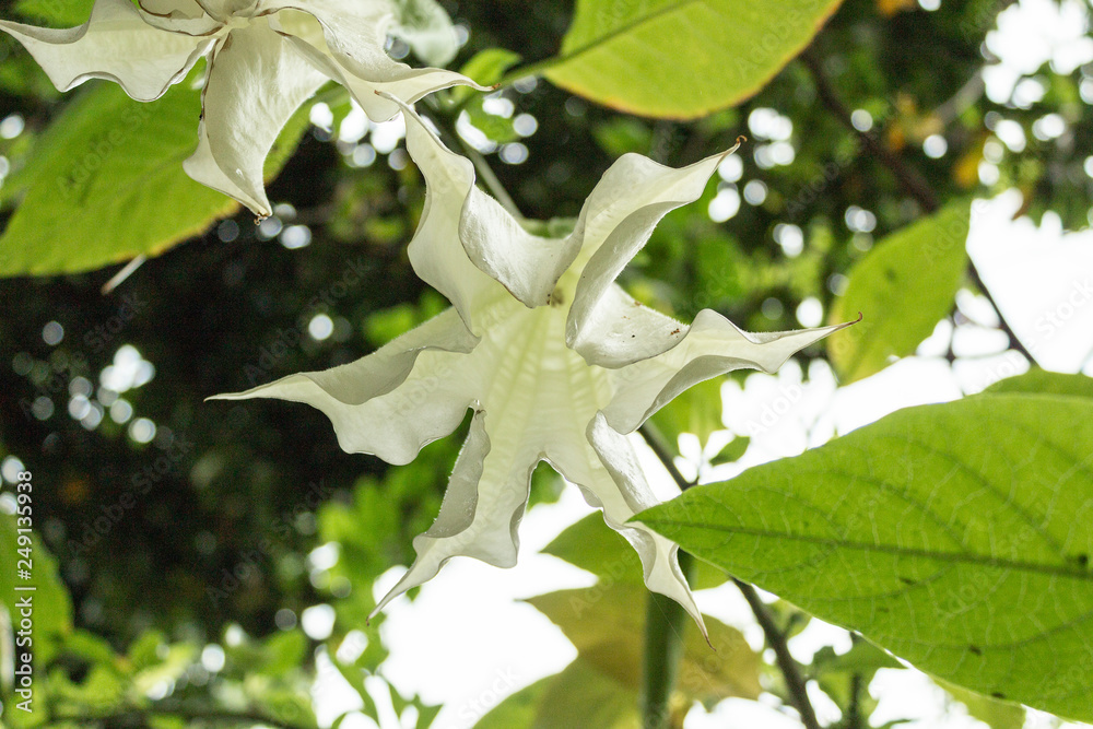 Obraz premium Datura