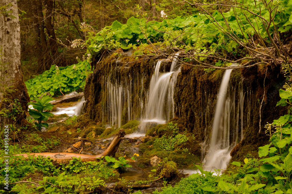 Naklejka premium Forest