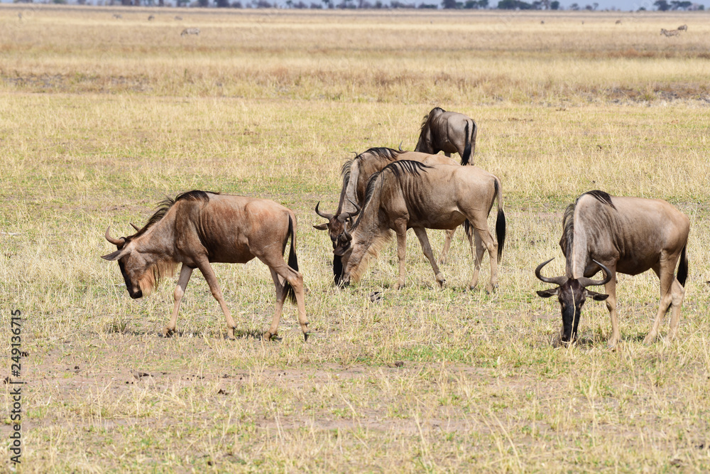 Gnus Gnus