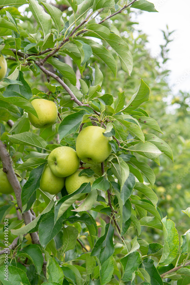 New harvest of healthy fruits, ripe sweet green apples growing on apple tree New harvest of healthy fruits, ripe sweet green apples growing on apple tree