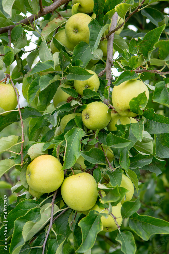 New harvest of healthy fruits, ripe sweet green apples growing on apple tree
