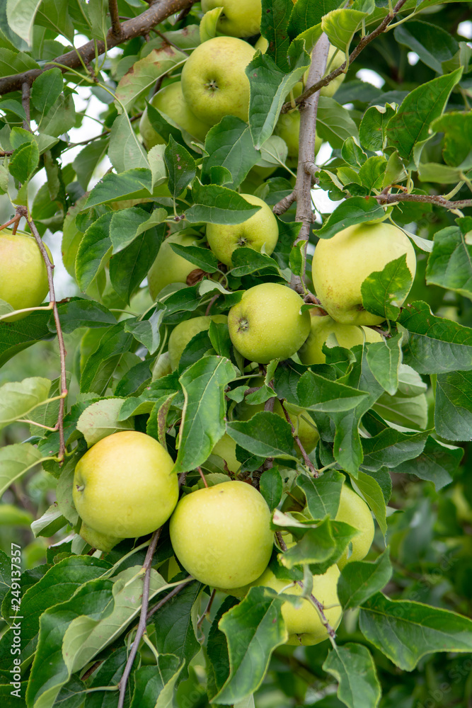 New harvest of healthy fruits, ripe sweet green apples growing on apple tree New harvest of healthy fruits, ripe sweet green apples growing on apple tree