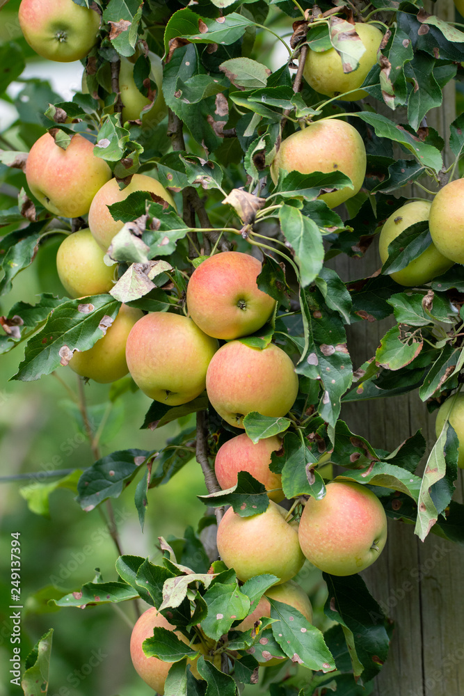 New harvest of healthy fruits, ripe sweet pink apples growing on apple tree New harvest of healthy fruits, ripe sweet pink apples growing on apple tree