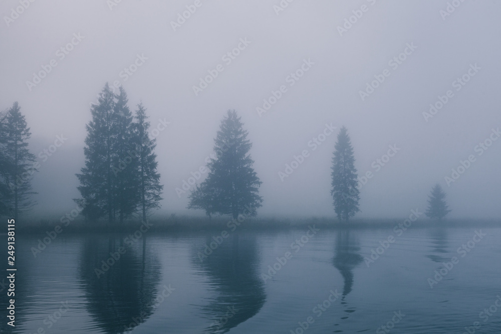 Fototapeta premium views of forest among fog in border of the lake with mysterious trees