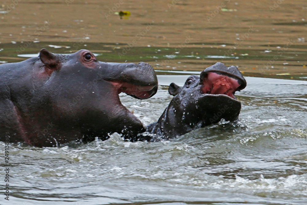 Fototapeta premium Hippos Play-Fighting 2