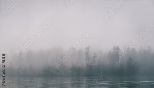 Fototapeta Naklejka Na Ścianę i Meble -  views of forest among fog in border of the lake with mysterious trees