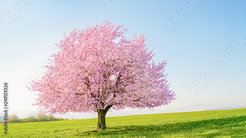 Obraz na plátně Flowering sakura tree cherry blossom