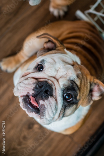 Top view of Bulldog looking to the camera. The dog looking to its owner. © bzjpan