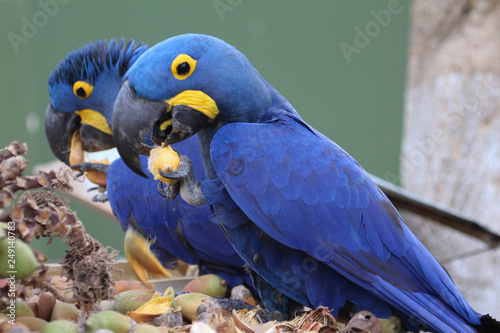 Hyacinth Macaws © Robert Ulph