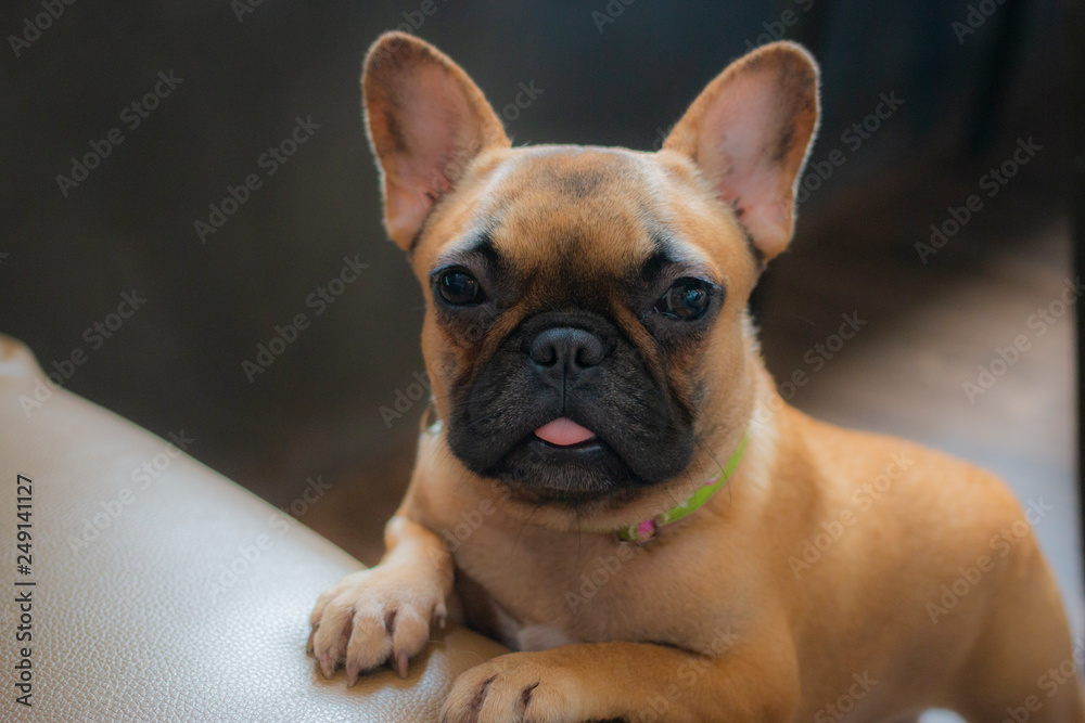 Brown French Bulldog puppy looking to the camera. The dog climb the sofa.