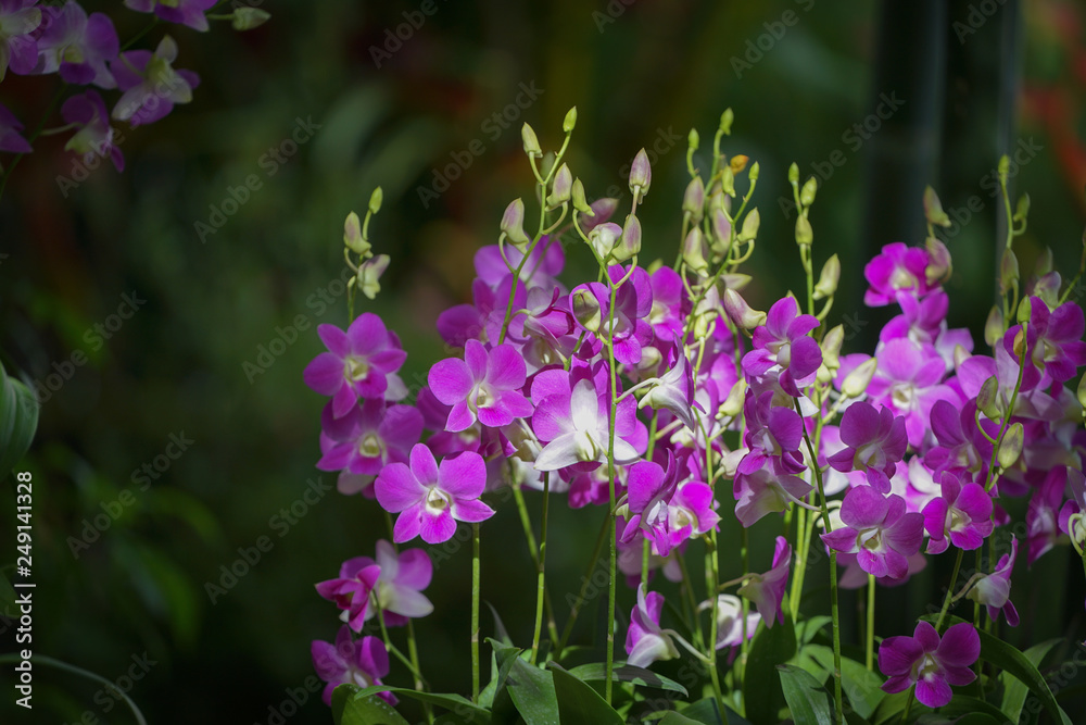 Fototapeta premium close up highlight beautiful purple orchid in the garden.