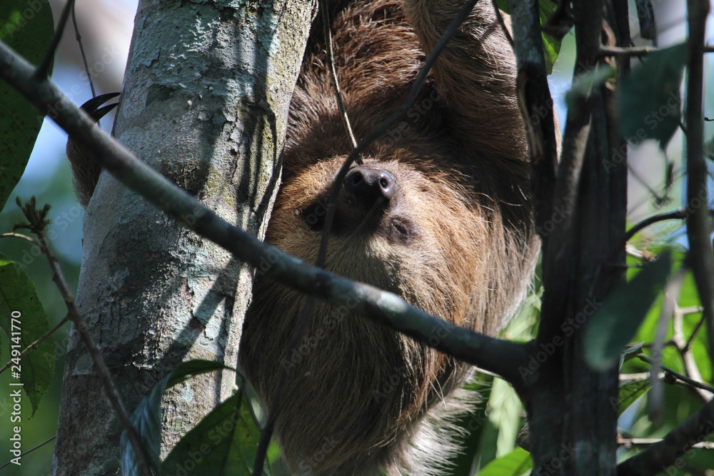 Fototapeta premium Three-toed Sloth