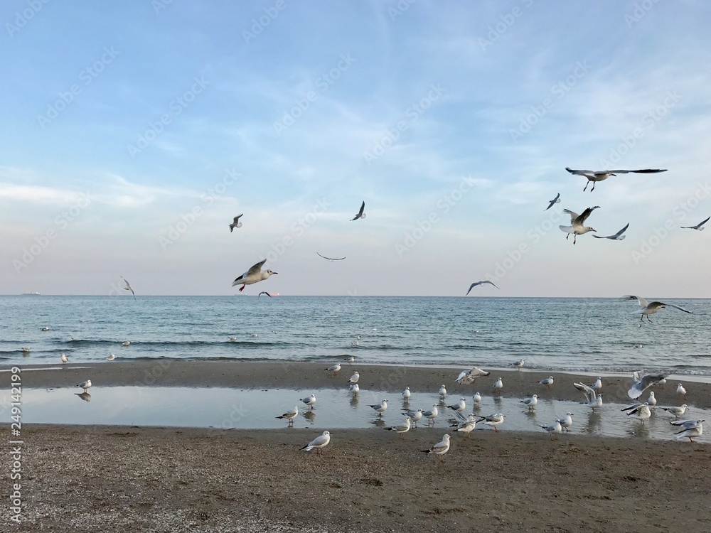 Seagulls by the sea in Odessa, Ukraine