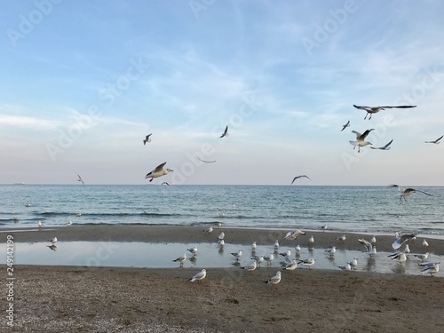 Seagulls by the sea in Odessa  Ukraine