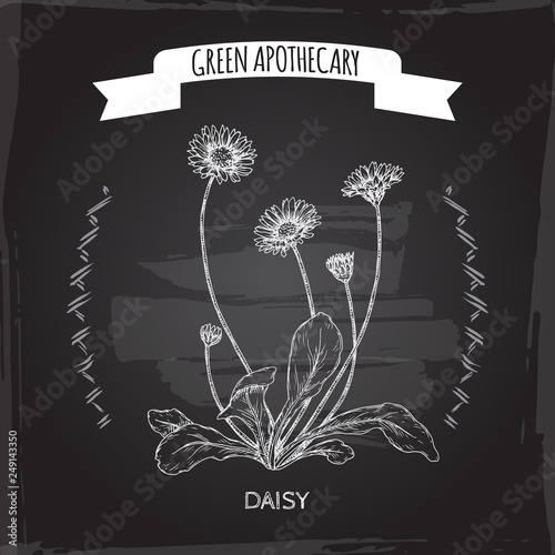 Bellis perennis aka daisy sketch on black. Green apothecary series.