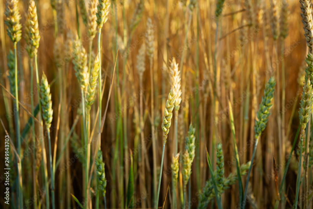 Wheat field close-up Wheat field close-up