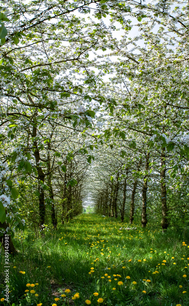 Cherry tree blossom, spring season in fruit orchards in Haspengouw agricultural region in Belgium, landscape Cherry tree blossom, spring season in fruit orchards in Haspengouw agricultural region in Belgium, landscape