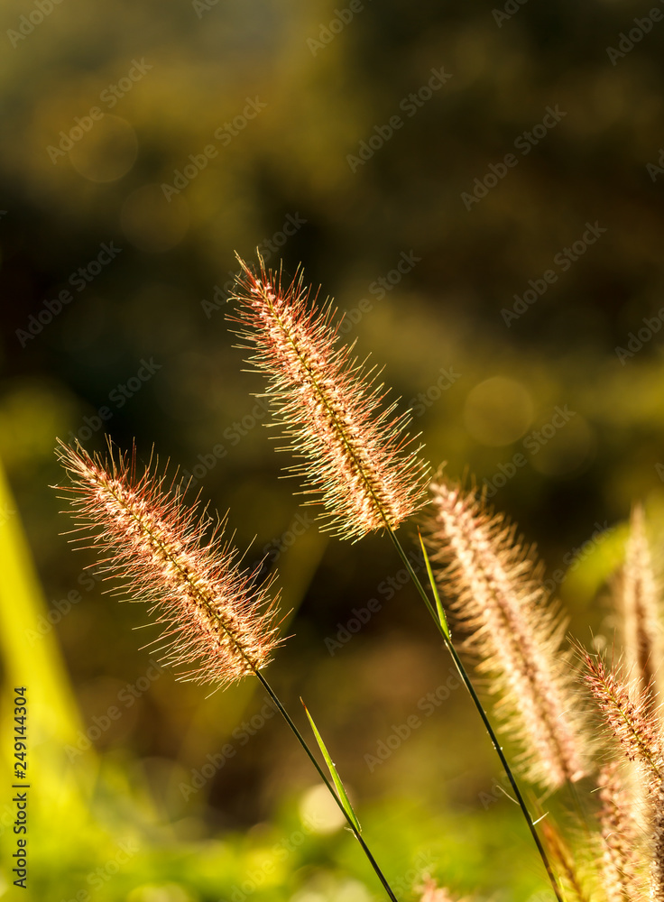 The grass flowers tropical of beautiful