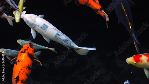colorful koi fishes in a pond