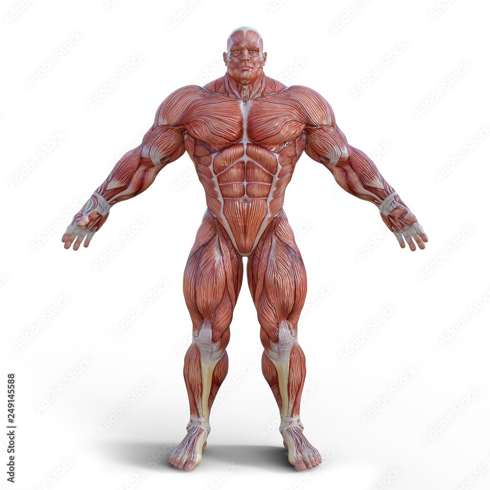 Anatomu Muscleman