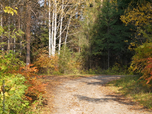 road in forest