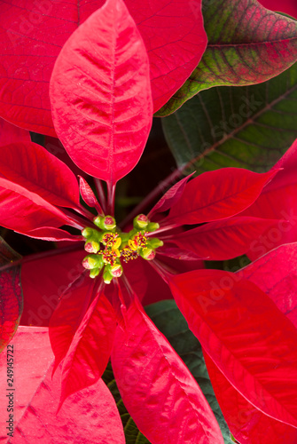 Christmas decoration natural organic flower in Guatemala  Central America. Euphorbia pulcherrima in Guatemala  flower pascua. Christmas plant.