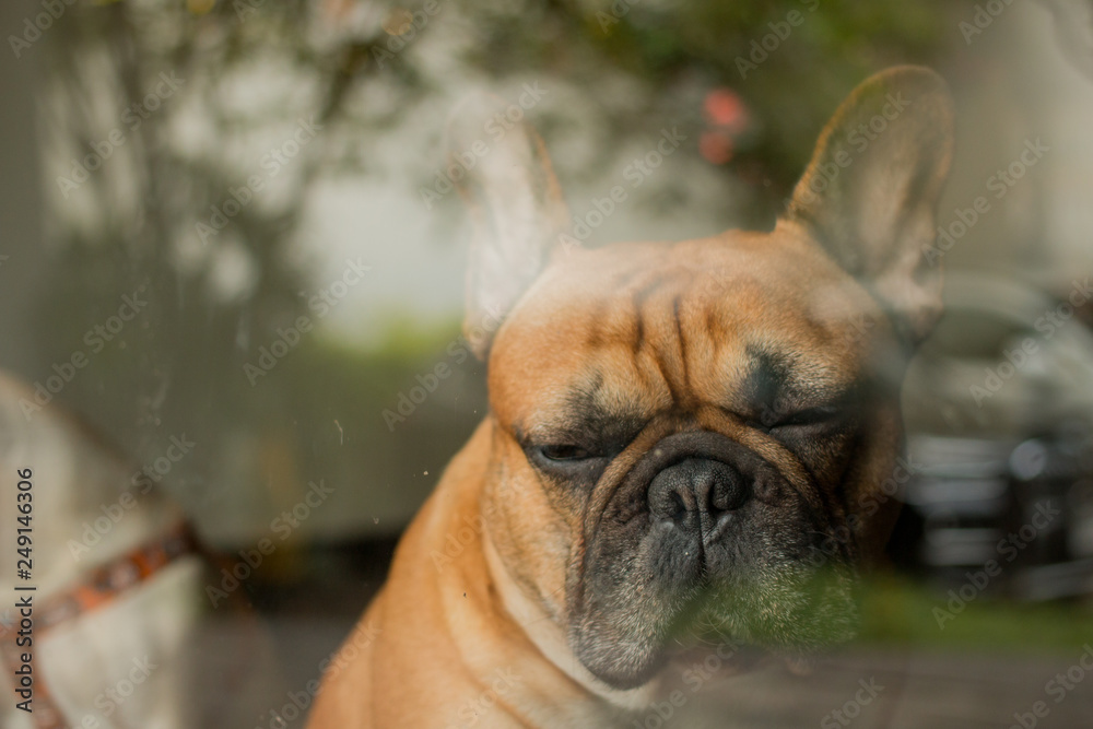 French Bulldog has a sad feeling. The dog stayed behind the glass door.