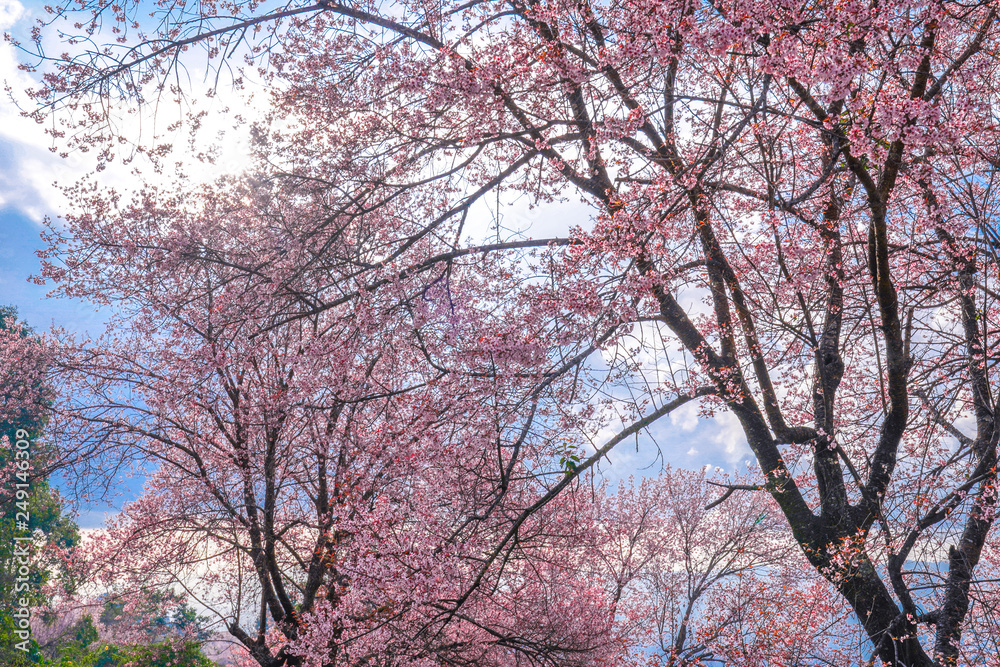 Wild Himalayan Cherry or Prenus Cerasoides, call Wild Himalayan Cherry or Prenus Cerasoides, call