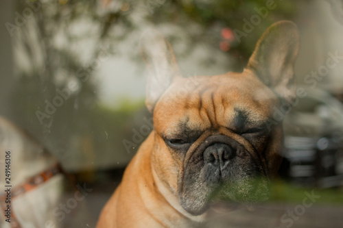 French Bulldog has a sad feeling. The dog stayed behind the glass door. © bzjpan
