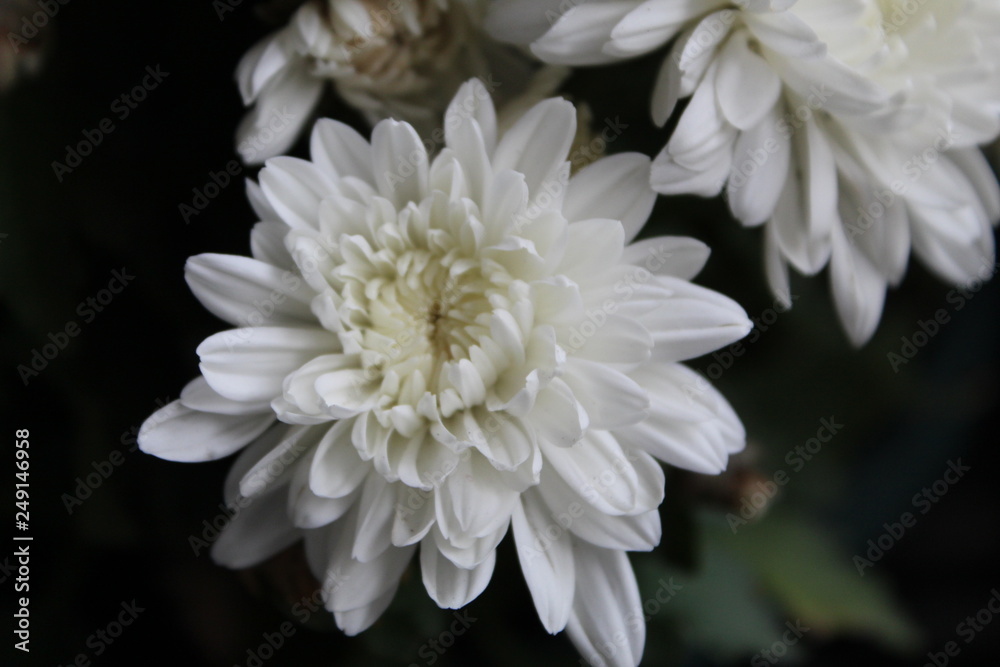 White flower White flower