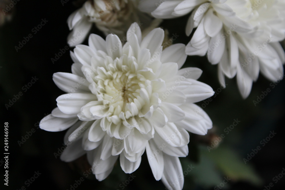 White flower