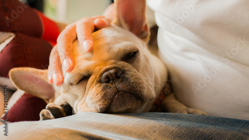 White French Bulldog puppy sleeping on its owner's lap. Its owner's hand patting its head.The dog feeling calm and comfort.