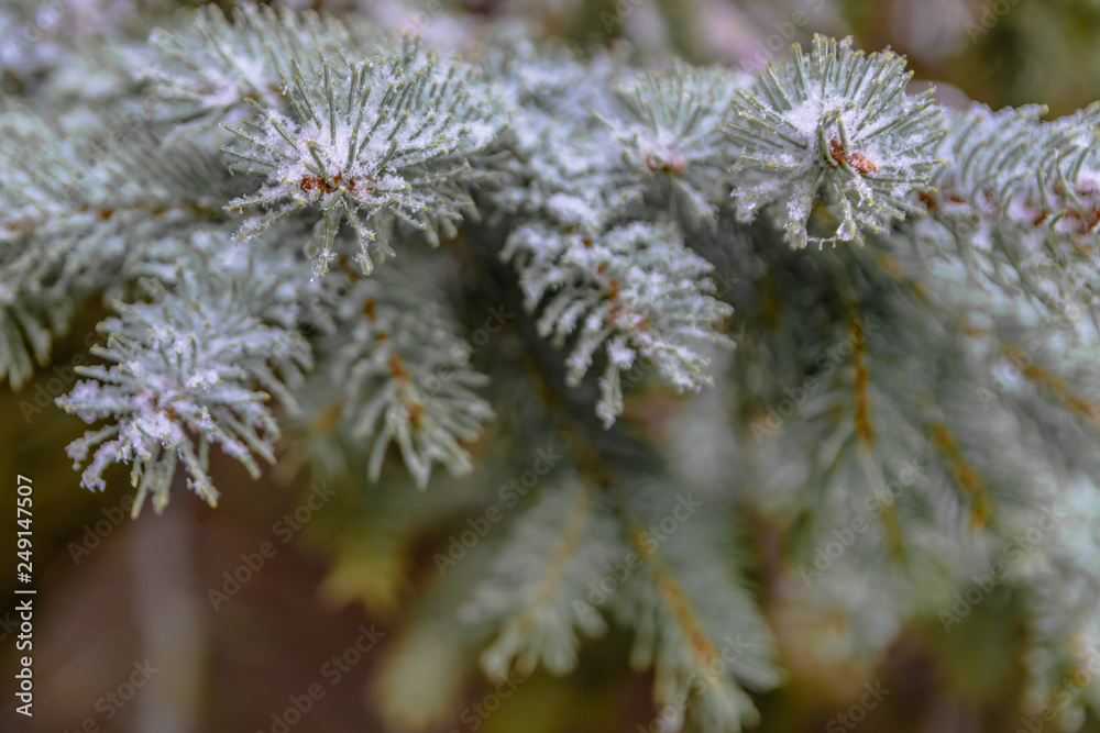 The branches of a coniferous tree in spring. Melting snow and water drops. Thaw. Blurred background. The concept of the end of winter and early spring.