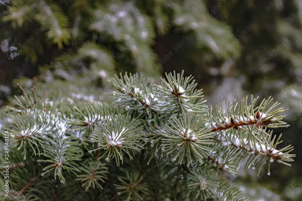 The branches of a coniferous tree in spring. Melting snow and water drops. Thaw. Blurred background. The concept of the end of winter and early spring. The branches of a coniferous tree in spring. Melting snow and water drops. Thaw. Blurred background. The concept of the end of winter and early spring.