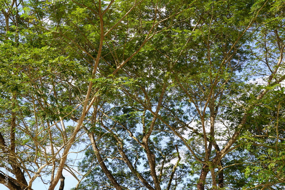 photo shooting tree from below to the top. photo shooting tree from below to the top.