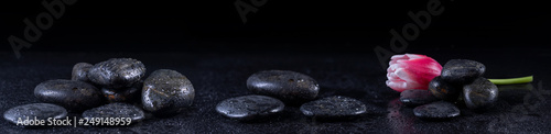 Photography Panoramic image of zen stones with water drops and a tulip on a black background