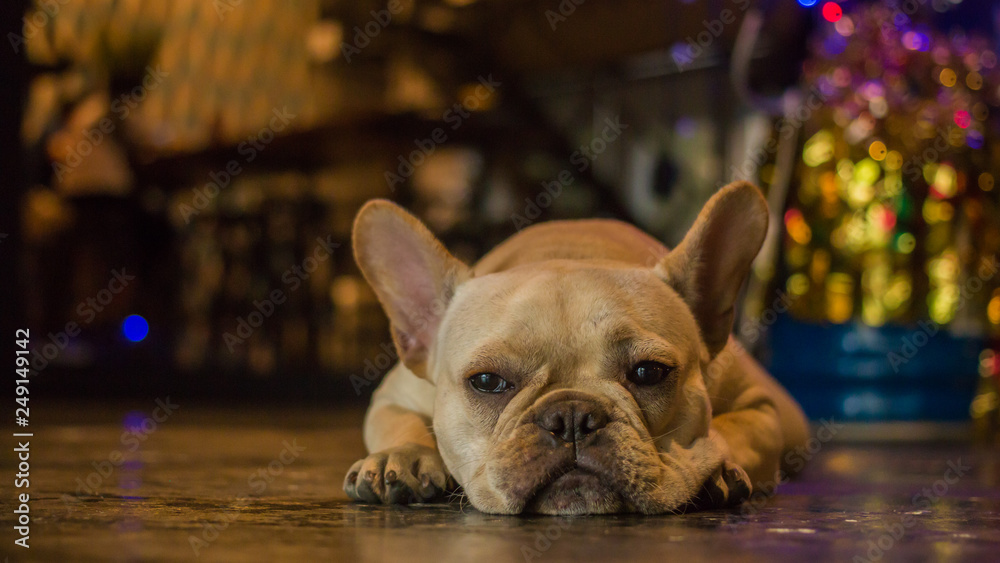 White French Bulldog laying on the floor and looking to the camera.