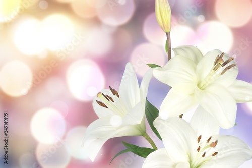 Fototapeta Naklejka Na Ścianę i Meble -  white lily flower
