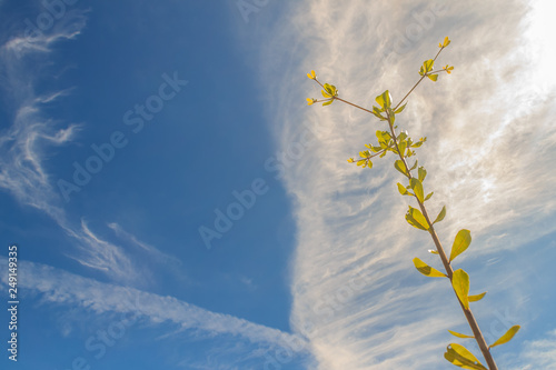 Green leaves of young Terminalia ivorensis tree under clear blue sky with cloudy background. Terminalia ivorensis also known as Ivory Coast almond, idigbo, black afara, framire, emeri. photo