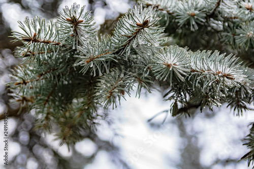 The branches of a coniferous tree in spring. Melting snow and water drops. Thaw. Blurred background. The concept of the end of winter and early spring.