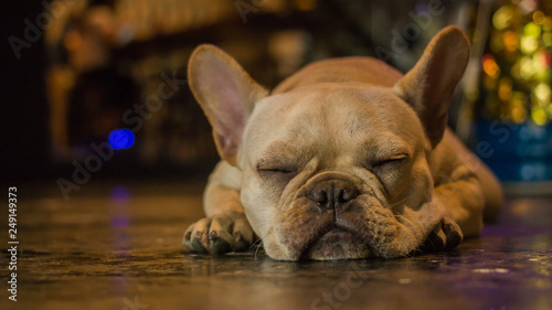 Close up French Bulldog sleeping on the floor. The dog feeling lazy. © bzjpan