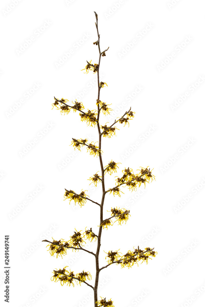 Obraz premium Blühende Hamamelis