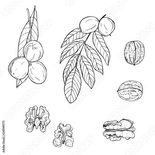 Hand drawn nuts.Walnut. Vector sketch  illustration.