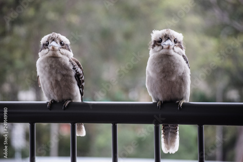 Kookaburra photo