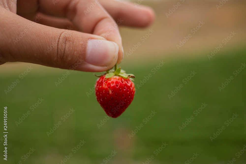 Obraz premium Close up gardener picking the fresh strawberry from the strawberry tree.