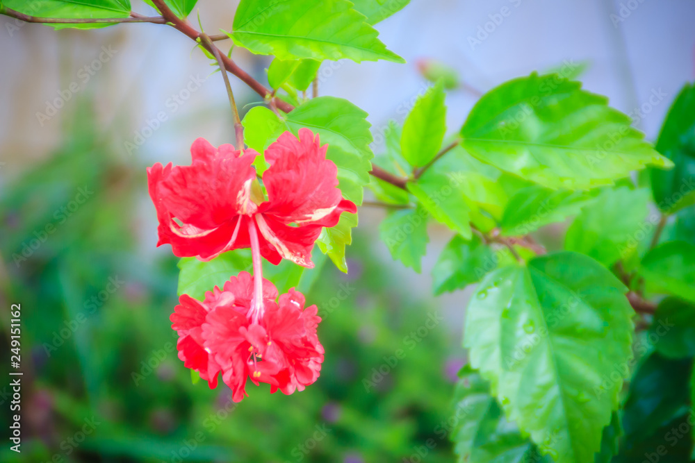Obraz premium Red double petal vermillion flower of hybrid Hibiscus rosa-sinensis, also known as Chinese hibiscus, China rose, Hawaiian hibiscus, and shoeblackplant, is a species of tropical hibiscus.