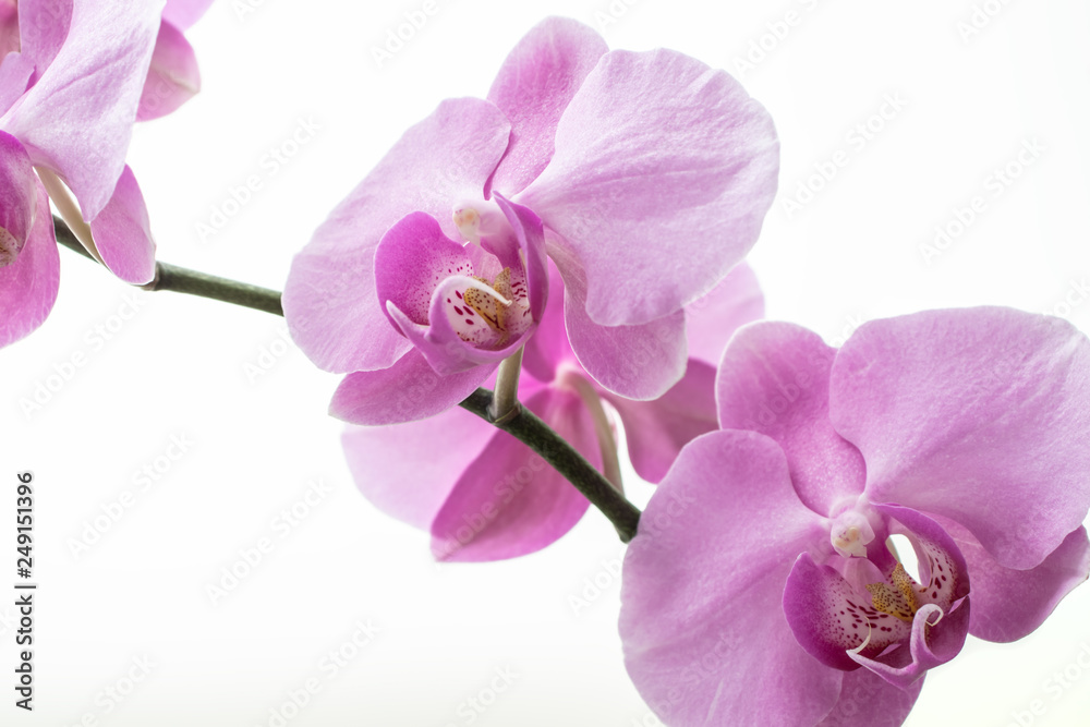 Obraz premium Orchidea Phalaenopsis na białym tle.