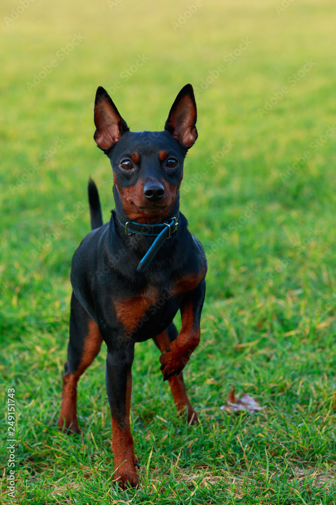 Dog breed Miniature Pinscher Dog breed Miniature Pinscher