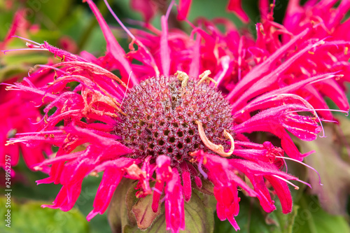 Monarda balmy rose